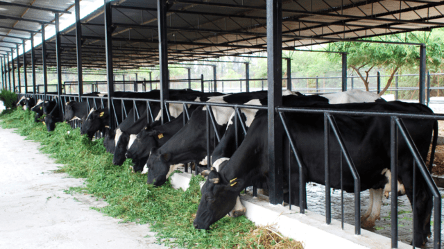 HBL and SEDF to finance dairy farms